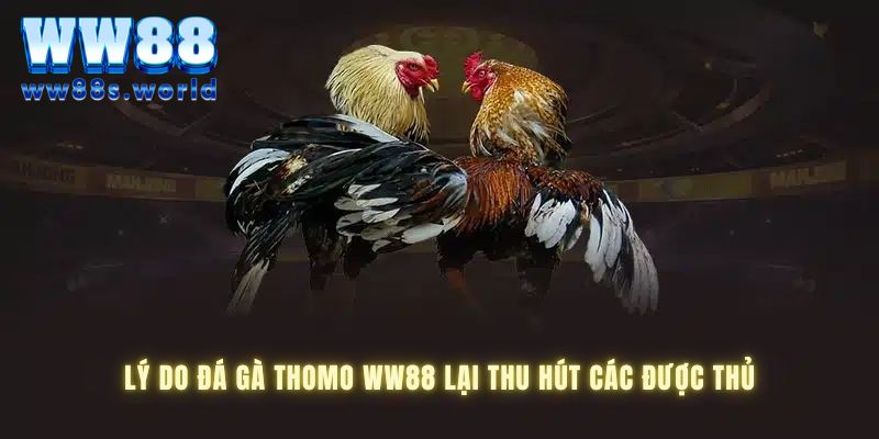 ĐÁ GÀ THOMO WW88- SẢNH ĐÁ GÀ HÀNG ĐẦU 2024 4 Những điểm cộng đặc biệt bạn không thể rời mắt