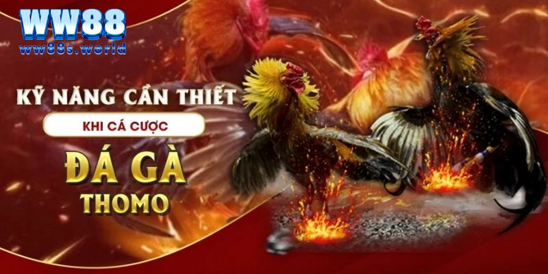 ĐÁ GÀ THOMO WW88- SẢNH ĐÁ GÀ HÀNG ĐẦU 2024 5 Nắm được kỹ năng là chìa khóa chiến thắng đá gà thomo
