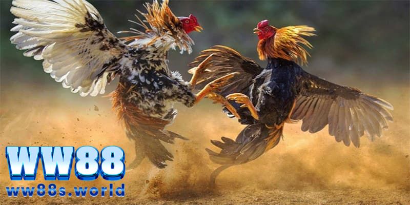 ĐÁ GÀ WW88 - TẬN HƯỞNG NHỮNG TRẬN ĐẤU ĐỈNH CAO 2 Vài nét thoáng qua về đá gà ww88