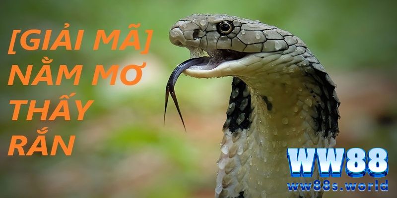 Mơ Thấy Rắn - Giải Mã Giấc Mơ Và Tiết Lộ Con Số Nên Đánh Tại WW88 2 Giấc mơ nhìn thấy rắn khá nhiều người gặp phải