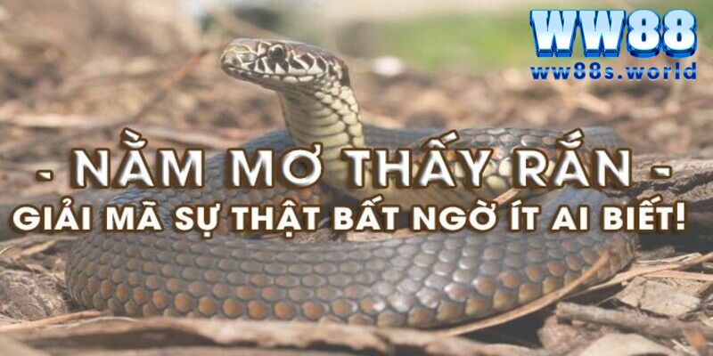 Mơ Thấy Rắn - Giải Mã Giấc Mơ Và Tiết Lộ Con Số Nên Đánh Tại WW88 3 Mơ thấy 2 con rắn có thể ám chỉ về các mối xung đột sắp tới