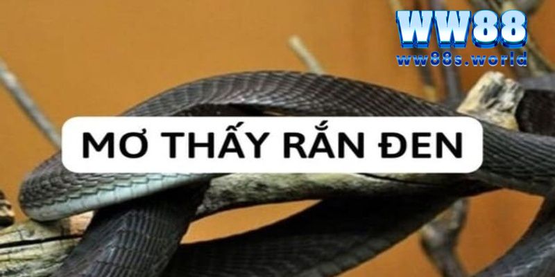 Mơ Thấy Rắn - Giải Mã Giấc Mơ Và Tiết Lộ Con Số Nên Đánh Tại WW88 4 Nhìn thấy rắn đen trong chiêm bao là báo hiệu của may mắn