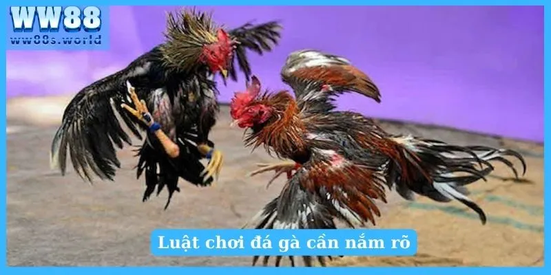 Luật chơi đá gà - Kiến thức cơ bản dành cho người mới 5 Luật cơ bản về cựa gà