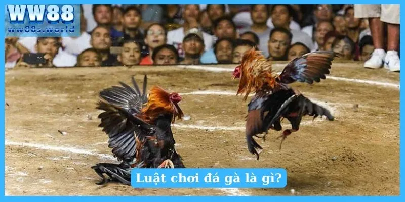 Luật chơi đá gà - Kiến thức cơ bản dành cho người mới 2 Luật chơi đá gà là gì?
