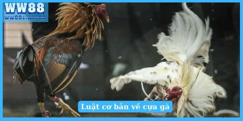 Luật chơi đá gà - Kiến thức cơ bản dành cho người mới 4 Luật chơi đá gà cần nắm rõ