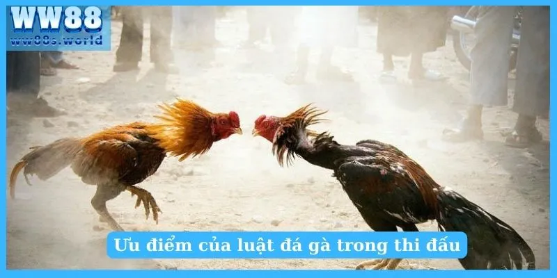 Luật chơi đá gà - Kiến thức cơ bản dành cho người mới 3 Ưu điểm của luật đá gà trong thi đấu