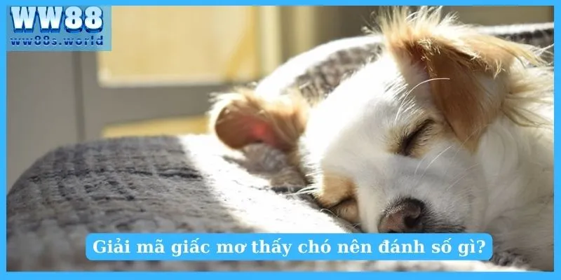 Giải Mã Giấc Mơ Thấy Chó Tốt Hay Xấu? Nên Đánh Số Gì 2 Giải mã ý nghĩa mơ thấy chó