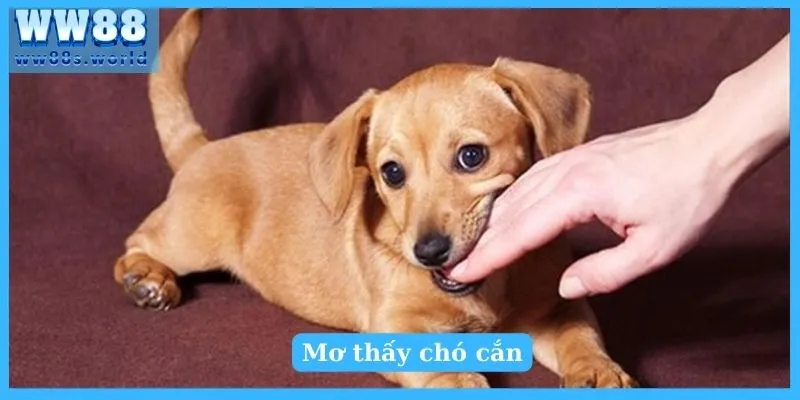Giải Mã Giấc Mơ Thấy Chó Tốt Hay Xấu? Nên Đánh Số Gì 5 Giải mã giấc mơ thấy soi cầu lô nào chuẩn nhất?