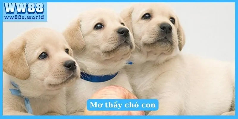 Giải Mã Giấc Mơ Thấy Chó Tốt Hay Xấu? Nên Đánh Số Gì 4 Chiêm bao thấy chó đuổi và cắn, hãy cẩn thận trong tương lai