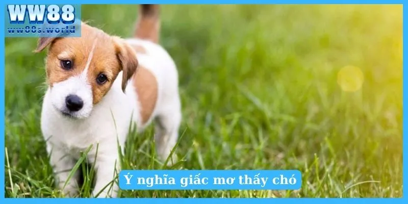 Giải Mã Giấc Mơ Thấy Chó Tốt Hay Xấu? Nên Đánh Số Gì 3 Mơ thấy chó con báo hiệu điềm may